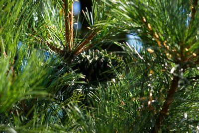 Pinus koraiensis 'Glauca' - borovice korejská - šiška